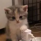 ОВОЩЬ