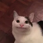 Kraul