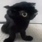 dootw