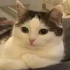 SlytherinGirl