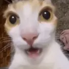 yYumee