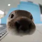 nutria