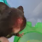Elpepeinsano