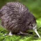 RainyKiwiBird