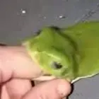 frog