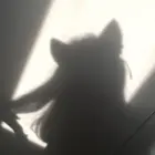 Celixei