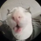 Mamabuebo