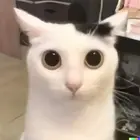 c41c6792-c509-46c9-9457-12bba068c609