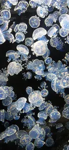 d34b3ec3-d46b-4aa0-9736-5f355ac187b9