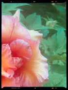 b0ecef70-1d2d-49b1-8748-5aeb2e300d37