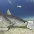 4369b263-7958-413f-beef-ef8b235b58f8