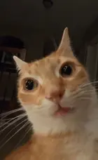 f16d5a02-f759-4a75-9a96-88c7e265c8ff