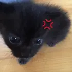 13835f6a-07aa-4dcd-9a96-c3ef64d1c13c