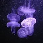 42d8a3a0-23c0-4f07-9730-7d6ee81c2e41
