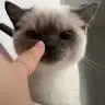 Hunter-Shilo