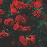 firerose01