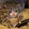 sad-cat