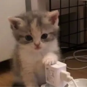 ОВОЩЬ