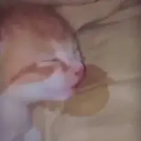 Upaa
