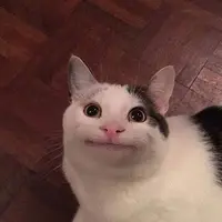 Kraul