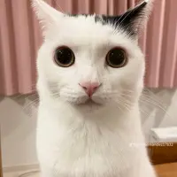 Angela96493