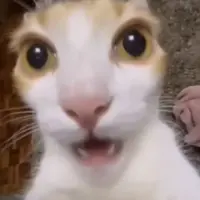 yYumee