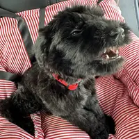 Williammakesfruitybots