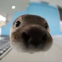 nutria