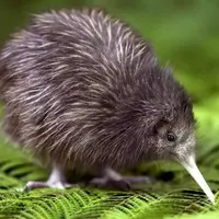 RainyKiwiBird