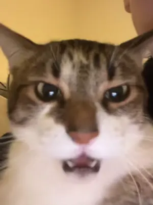 6c049977-a3b1-4334-9b58-76ec6429960b