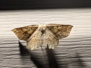 95ee6148-6515-443e-8d45-b22003b748e1