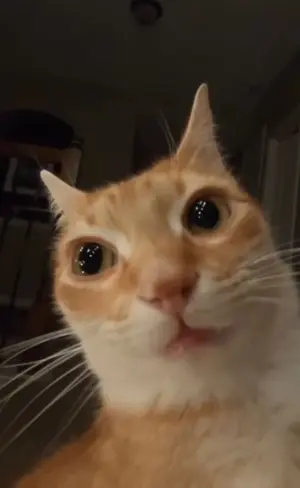 f16d5a02-f759-4a75-9a96-88c7e265c8ff