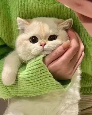 21abcfcb-b15a-40ed-8624-56a0bf0167e2