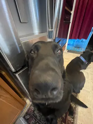 55c0b10c-452d-44d4-b8f1-3d741fa11ef4