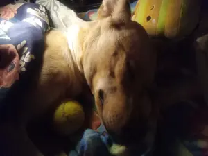 c44a6ad1-9d14-4dff-b453-ab664b3dec75