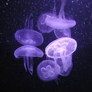 42d8a3a0-23c0-4f07-9730-7d6ee81c2e41