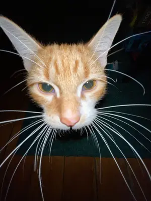 feea8aba-ac68-44dc-a61c-1ca3e19a86c5