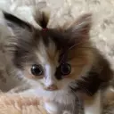 velsiiii-