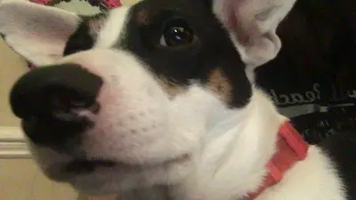 Boof