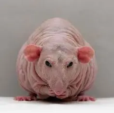 rat
