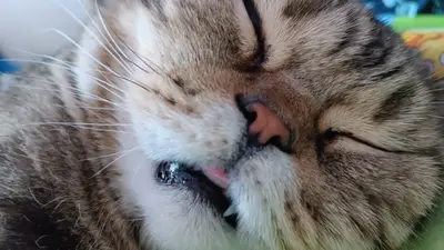 Бухой кот