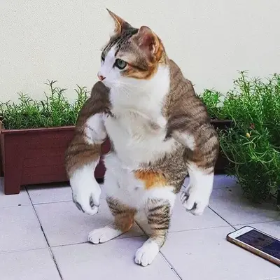 step mom kitty