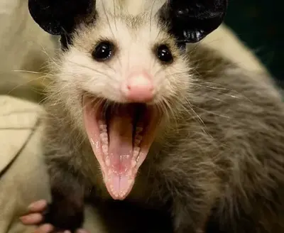 Silly, goofy, little Possum