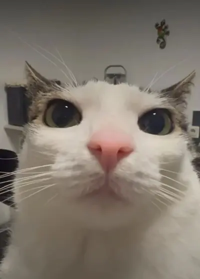Zucchi