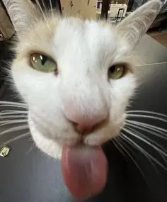 amy