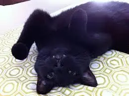 A catboy you adopted not to long ago.