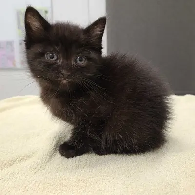 Kitty