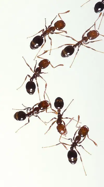 Ant Colony That Worships you.