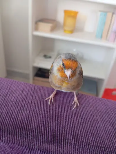 Sam 