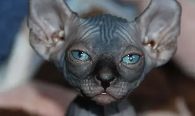 Gato con depresión (Julieta)